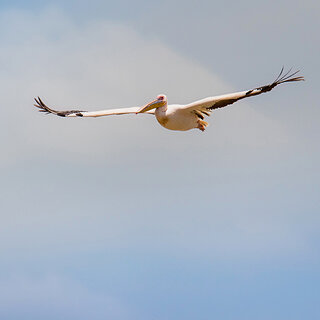 Lake Ziway - Great white pelican